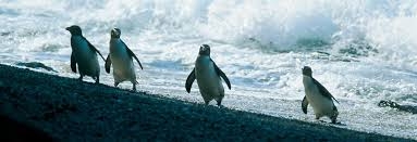 Los pingüinos de Fiorland nadan 6800 km para hallar comida, revela estudio