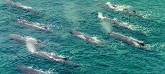 Fracasa propuesta de crear un santuario para ballenas