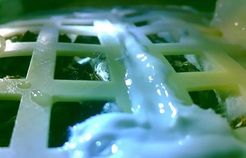 Tras un experimento de la sonda Chang’e-4, una semilla de algodón fue la primera en brotar en la Luna
