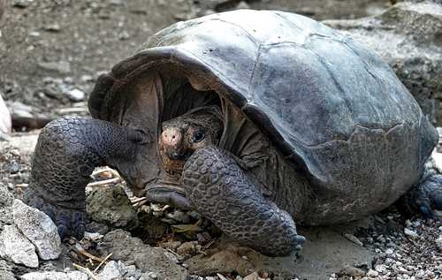 764e1829b6cf8dc814dbd78a8b2d6671 Hallan en Galápagos tortuga de especie que se creía extinta desde hace un siglo