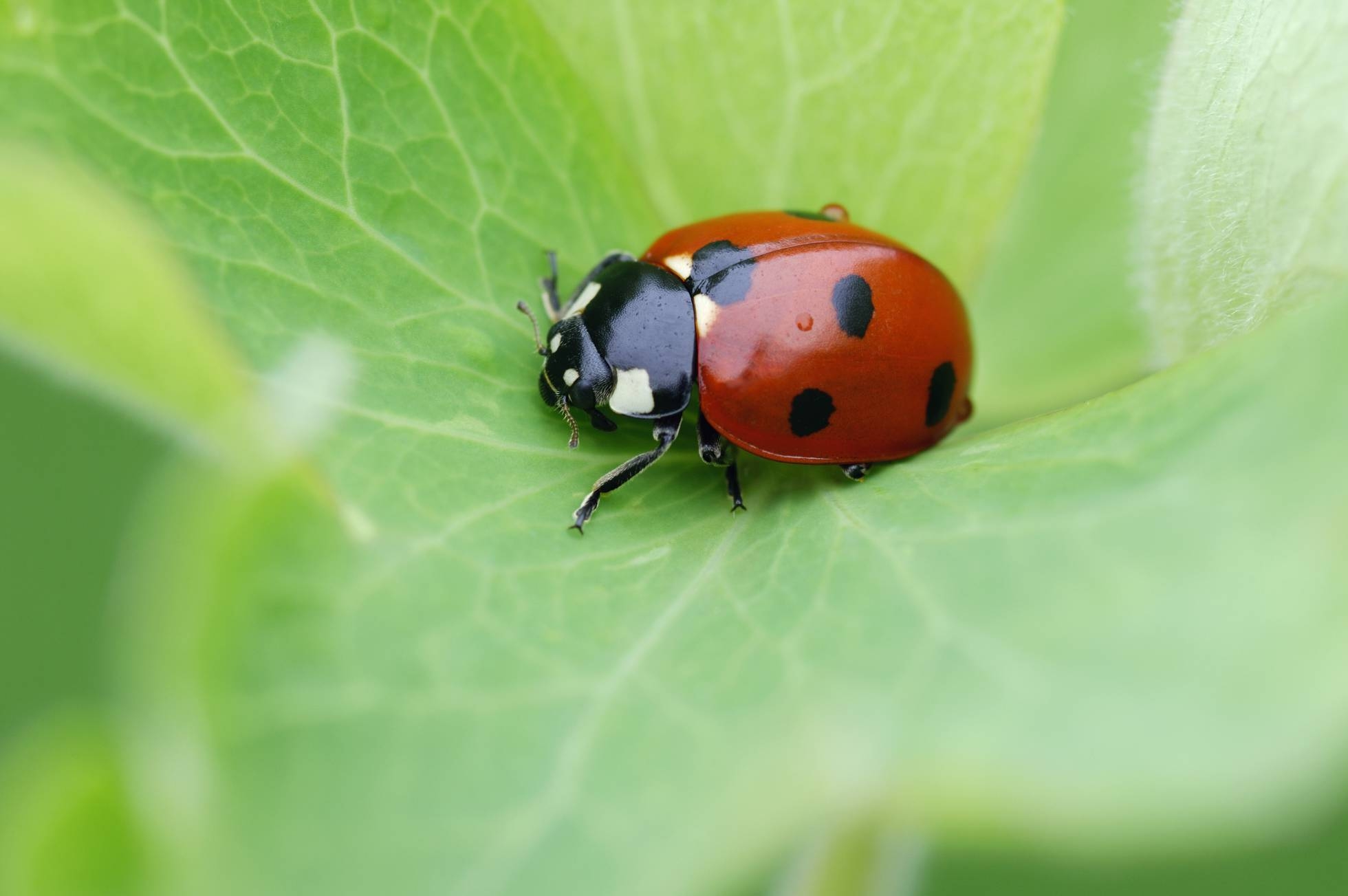 Las prácticas agrícolas abocan a los insectos a una desaparición masiva