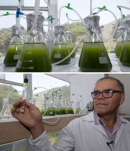 Expertos de Perú utilizarán microalgas para reducir la contaminación de lagos