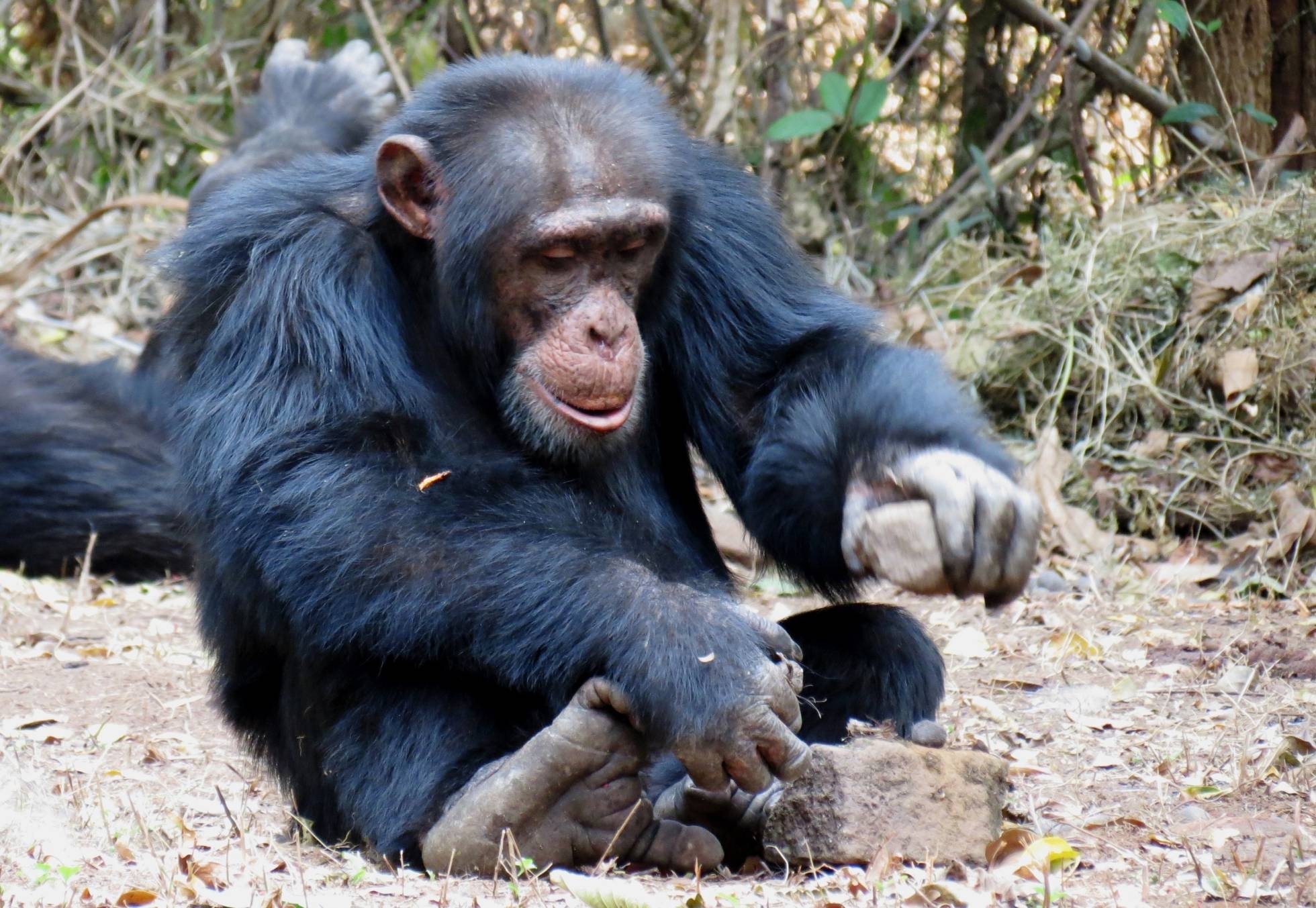 Los chimpancés tienen cultura y está en peligro