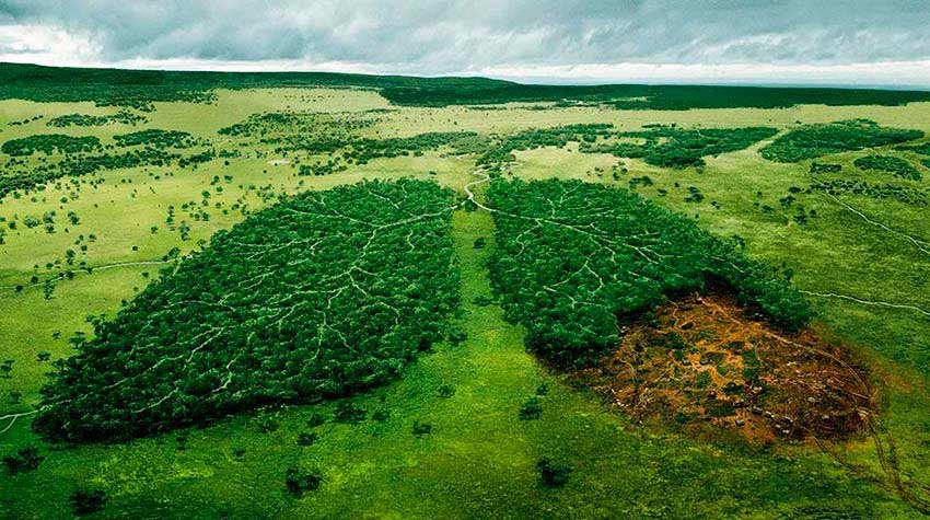 e78f3100c8f3716e4409399debd3d5c2 Deforestación al Amazonas. El cáncer en nuestro pulmón verde