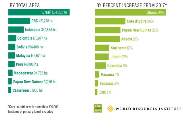 El mundo perdió el año pasado una superficie de bosques primarios tan grande como Bélgica