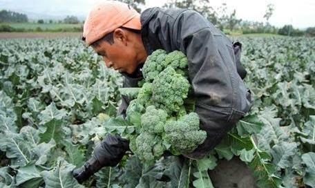 La batalla por la alimentación del futuro