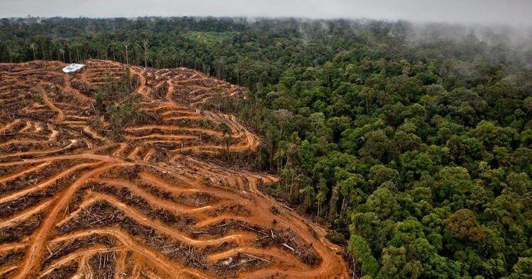 Cuatro países de Latinoamérica en la lista mundial de los más devastados por la deforestación en el 2018
