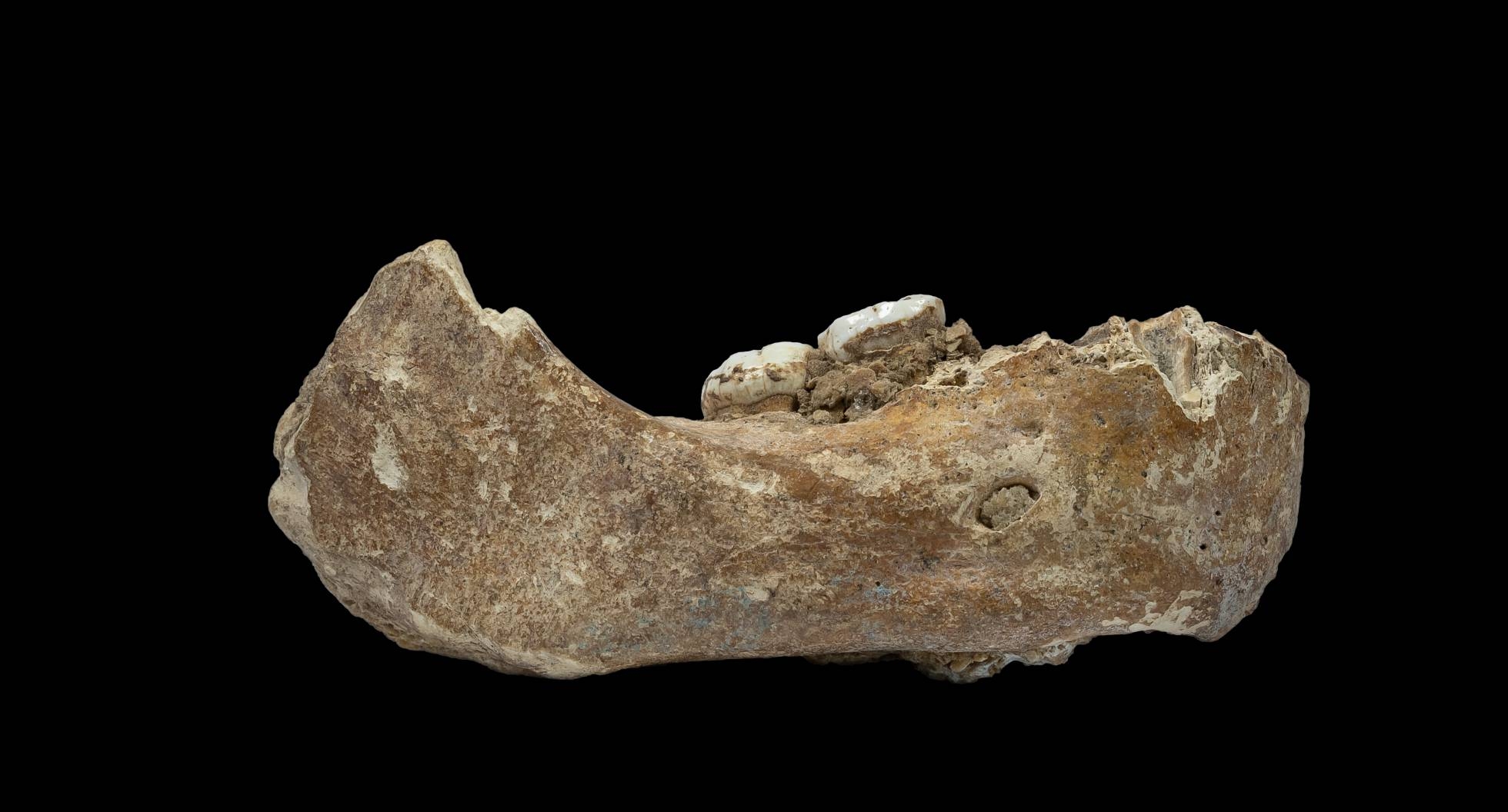 379f5dde609e05828141e6feebff7b07 Una misteriosa especie humana conquistó el techo del mundo hace 160.000 años