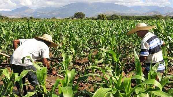 dd7d396ed3c4d3163b3a430c3608da8e “Los derechos campesinos, para ser efectivos, requieren Reformas Agrarias en todo el mundo”