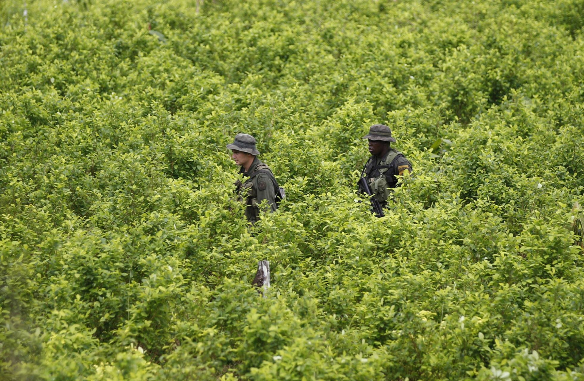 Colombia recupera las polémicas fumigaciones con glifosato contra los cultivos de coca