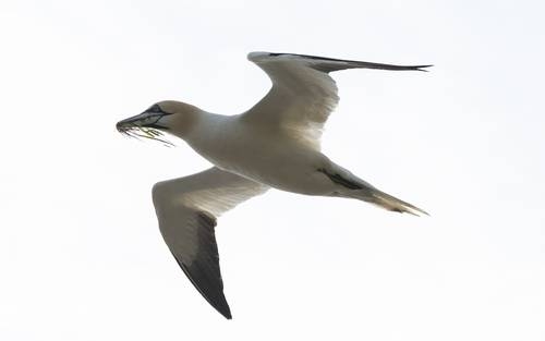 Emprenden experimento desde la EEI sobre el comportamiento de aves migratorias