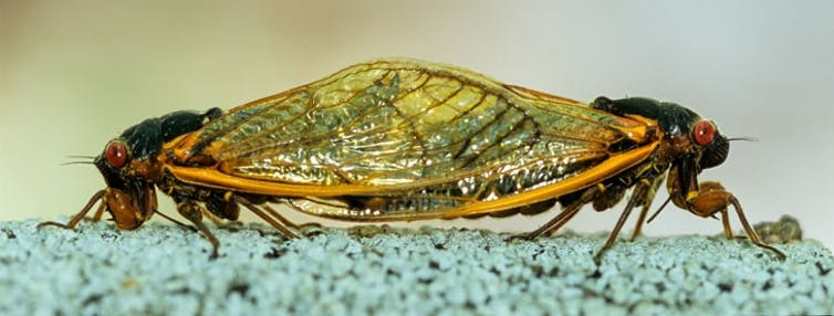 Naturaleza gore: Hongos alucinógenos, anfetaminas y orgías en insectos zombis