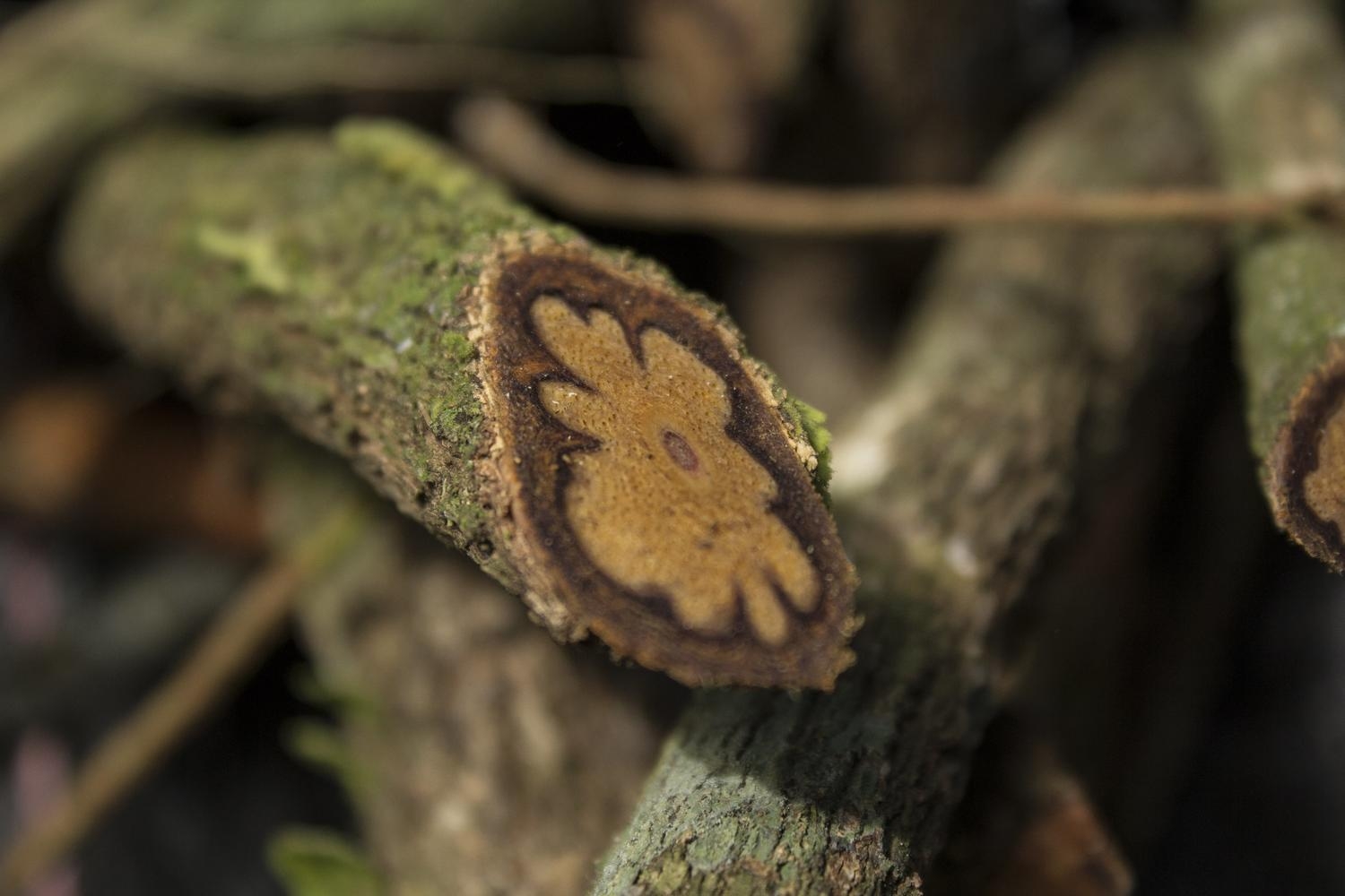 La ayahuasca se abre camino en Occidente como cura de adicciones y depresión