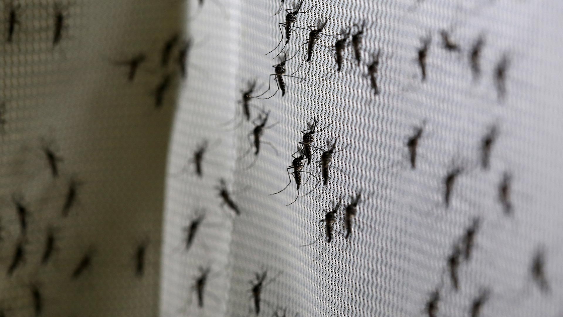 Mosquitos transgénicos fuera de control