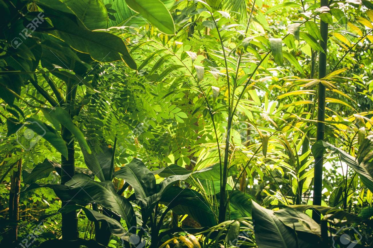 Describen el árbol evolutivo de las plantas verdes más completo
