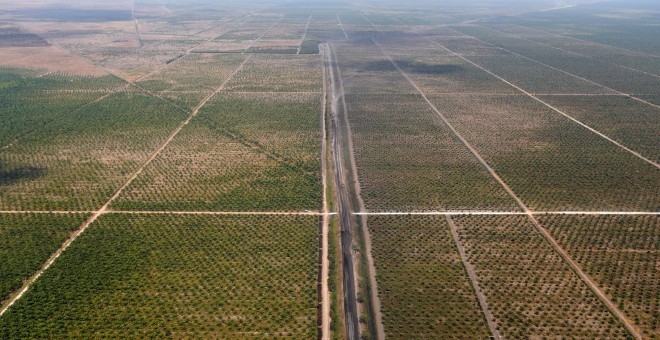 Soja, palma, azúcar… Monocultivos para que crezca el dinero, no para alimentar