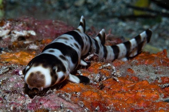 Sorprendente: Descubren cuatro nuevas especies de tiburones que caminan