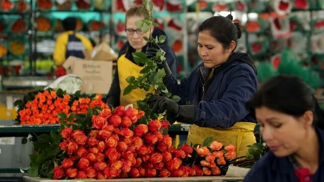 Explotación laboral y daños a la salud: la realidad tras las rosas colombianas que se regalan en San Valentín