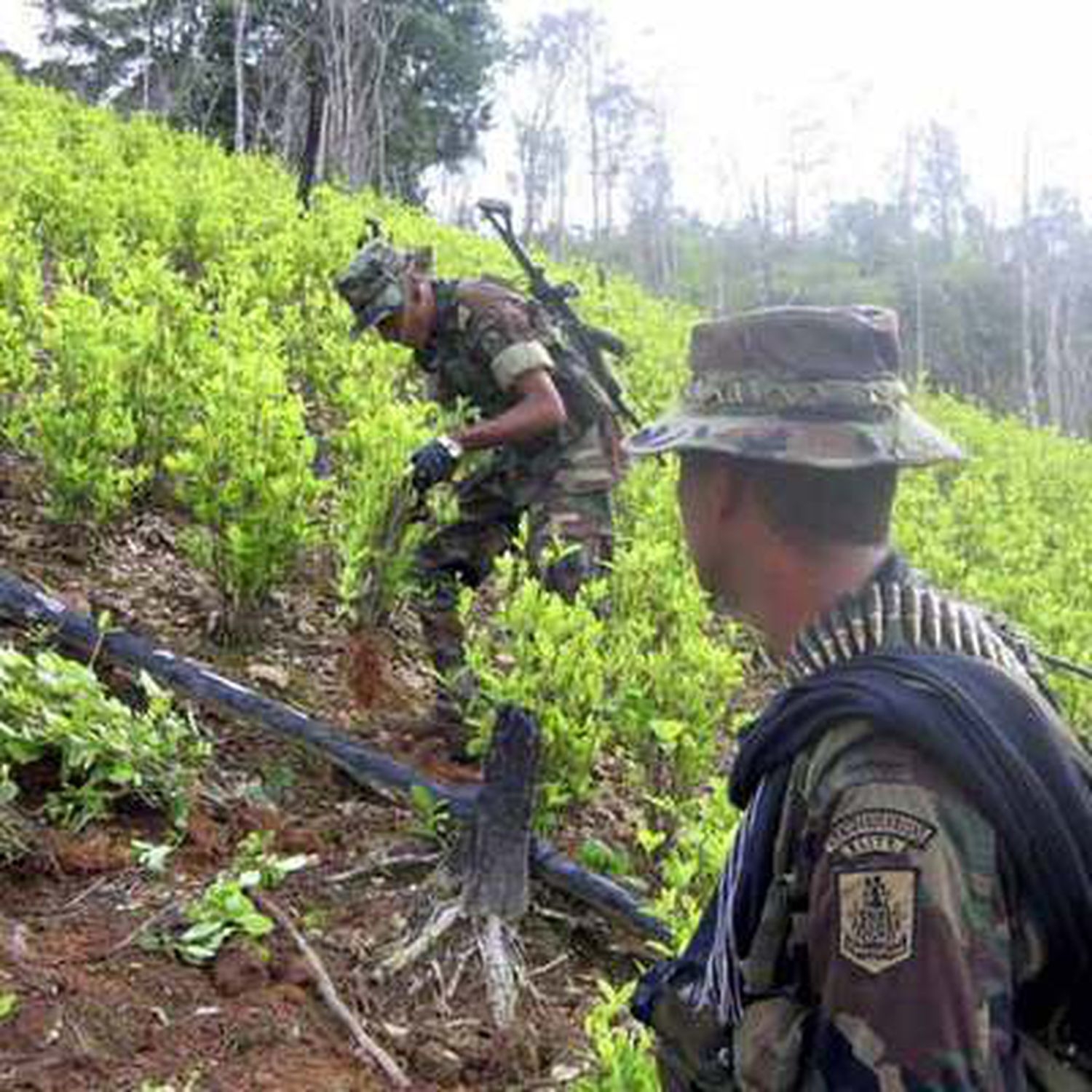 La erradicación forzosa de plantaciones de coca en Colombia, una chispa en medio de la pandemia