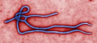 5d7d0ae7b92c6a8e89ffb32dda3a8fe3 Un virus, la humanidad y la tierra