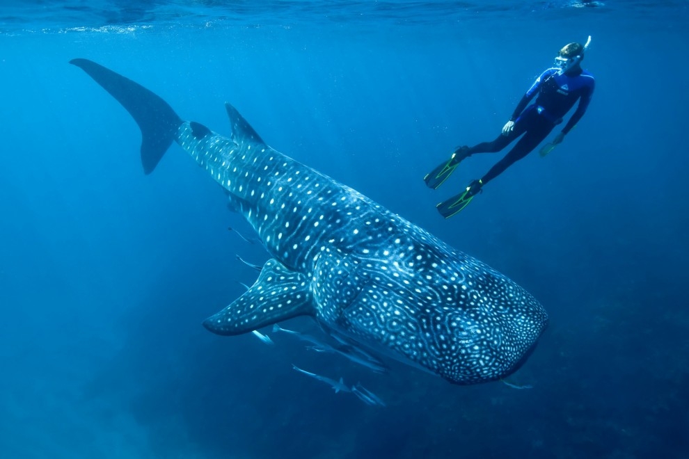 683c233e25df65d98875ca5ab33c1d03 Tiburón ballena La lluvia nuclear permite conocer la edad del tiburón ballena, tan grande como un autobús articulado