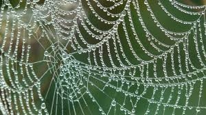 Producen seda de araña a partir de bacteria marina fotosintética