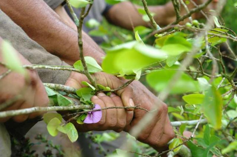 3efef38cae4c9f786049d7ac5cb214ed Erradicaciones forzosas de cultivos de uso ilícito y derechos humanos en Colombia