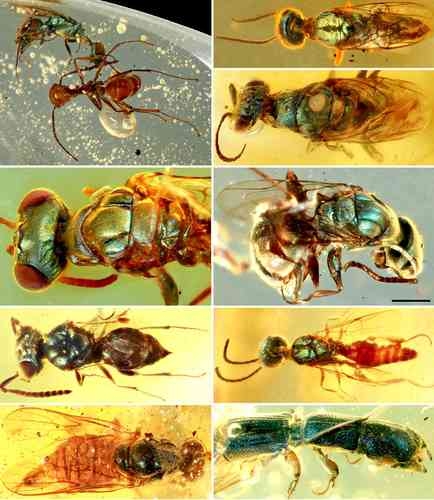 Revelan secretos de la coloración de insectos de hace 99 millones de años