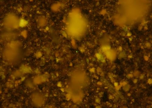 Logran revivir microbios de 100 millones de años, hallados en sitio casi sin oxígeno