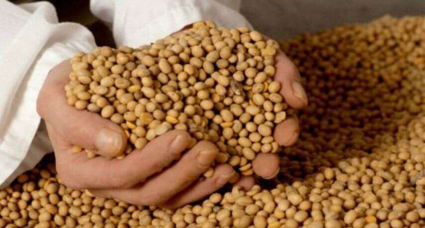 El derecho a las semillas como condición para la soberanía alimentaria