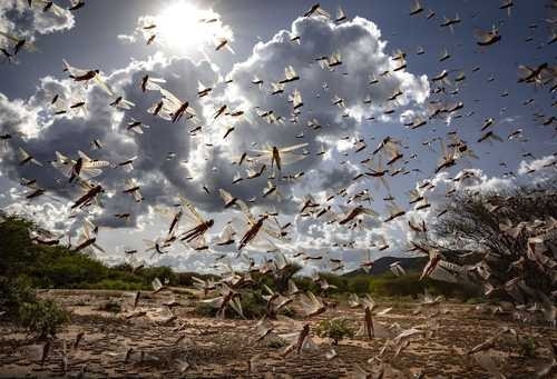Feromona origina plagas de langosta devastadoras en varias regiones del mundo