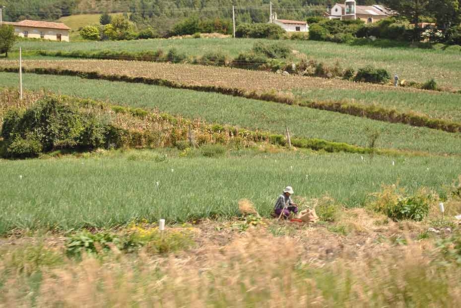fc1cbcd6ad6da498d8636ba2eb378847 En pandemia y más alla de ella. Avanzar hacia una Red de Abastecimiento Agroalimentario en Colombia