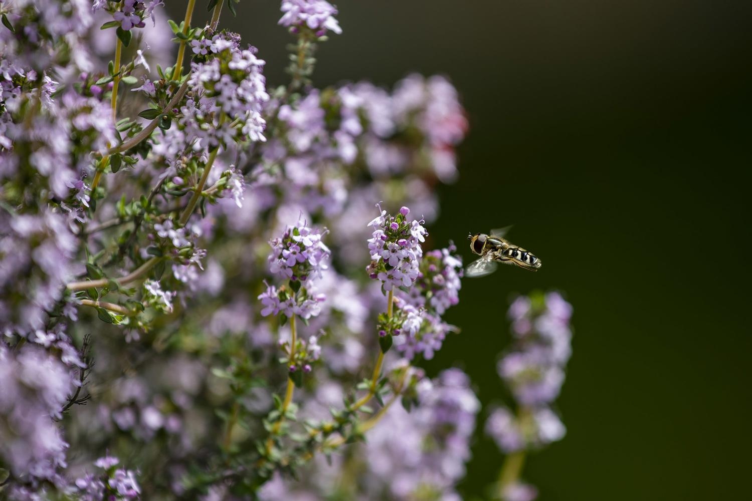 Los insectos se extinguen ocho veces más rápido que los mamíferos y las aves