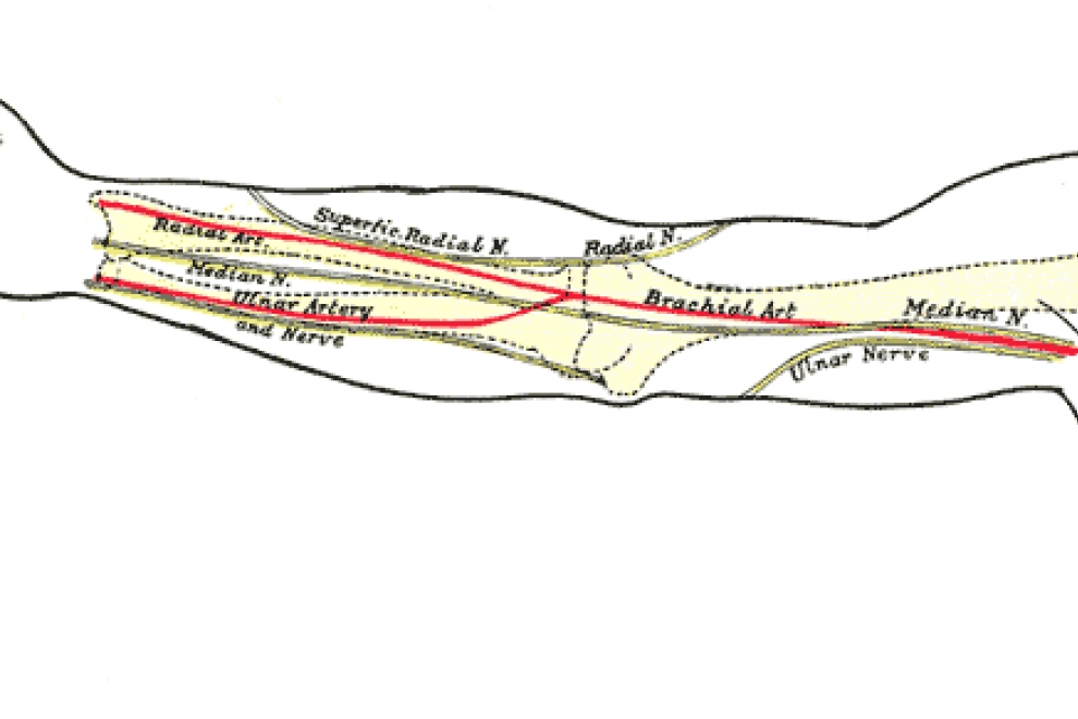 df6557c3b29d64eba0ce8fe935afb4eb Ciencias La evolución favorece una nueva arteria en el brazo