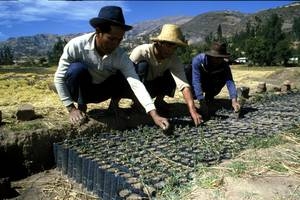 «El verdadero progreso son las técnicas agrícolas sostenibles», recuerda Greenpeace tras prohibición de maíz trangénico en México