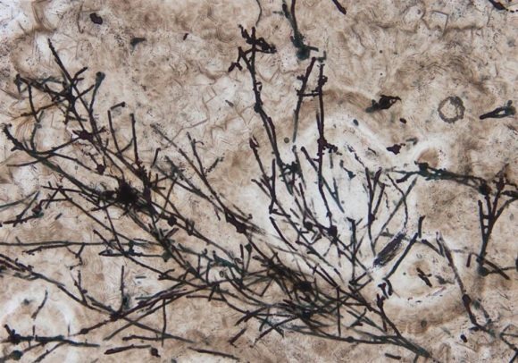 Hallan el fósil terrestre más antiguo del planeta, de hace 635 millones de años