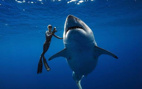 Pesca extingue 70% de ejemplares de algunas especies de tiburones