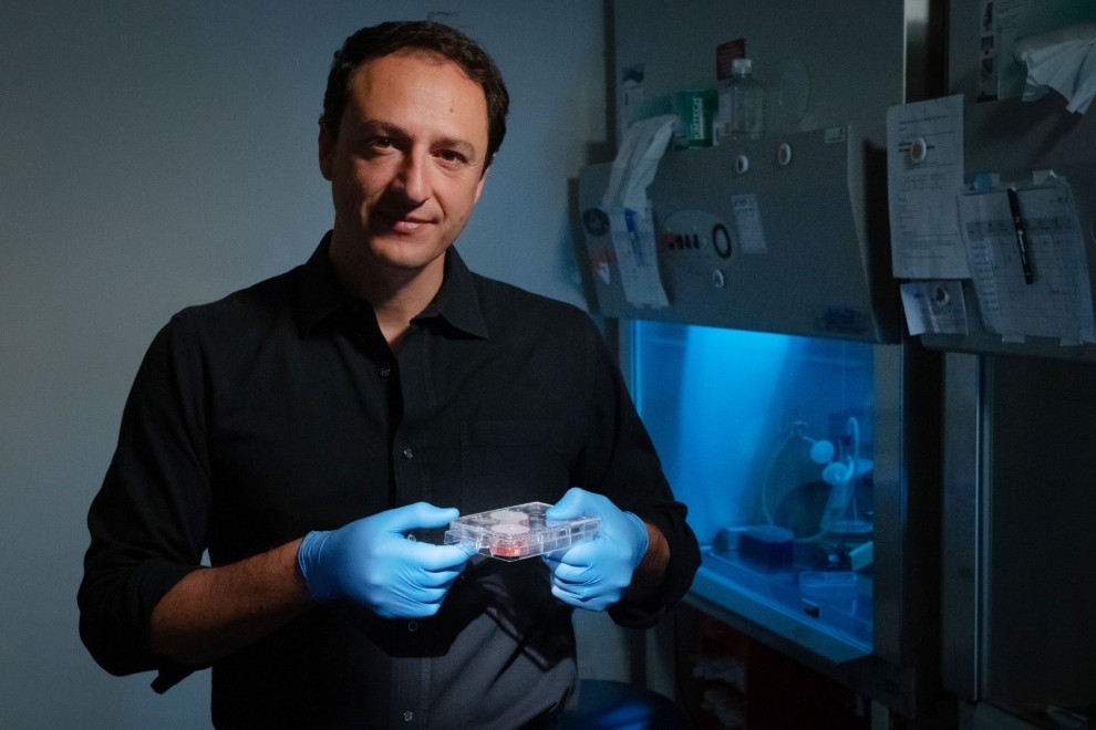 Una mutación neandertal introducida en laboratorio altera el cerebro humano