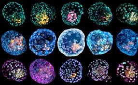 48674520de34113803ffbef5e2bc1352 Con distintas técnicas crean en laboratorio blastocistos a partir de células humanas
