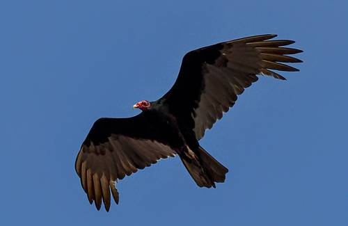 Hallan la evidencia más sólida de la existencia de “gen de migración” en las aves