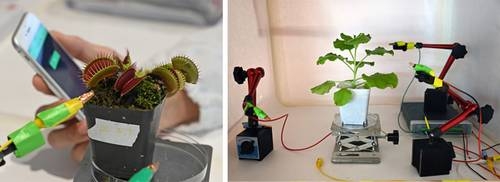 Manipulan vegetales en busca de crear robots naturales