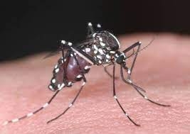 Las especies invasoras cuestan unos 26,800 mdd anuales, revela estudio
