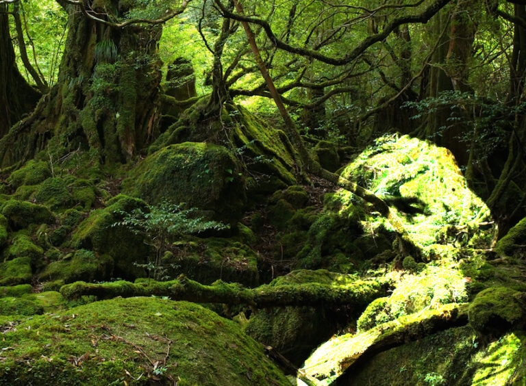 Revolucionar y ecologizar las fuerzas productivas