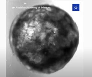 Ya late el primer corazón humano fabricado con células madres y sin materiales artificiales