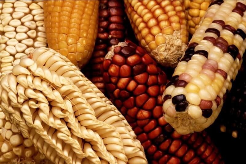 Los tratados de libre comercio que privatizan la biodiversidad