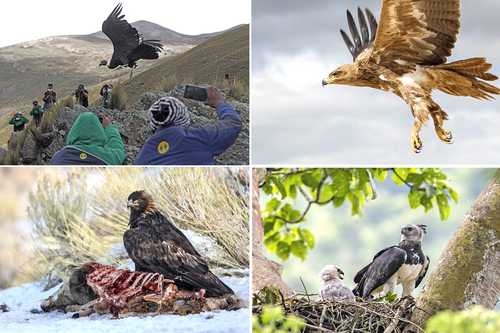 Aves rapaces en el mundo, amenazadas, vulnerables o en peligro de extinción