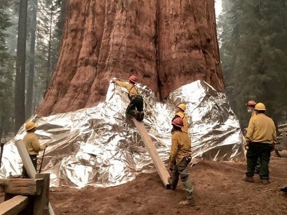 El árbol más grande del mundo es cubierto con aluminio para evitar que el fuego lo consuma