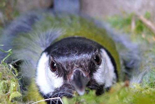 Relacionan la salud de los árboles con la respuesta de las aves al cambio climático