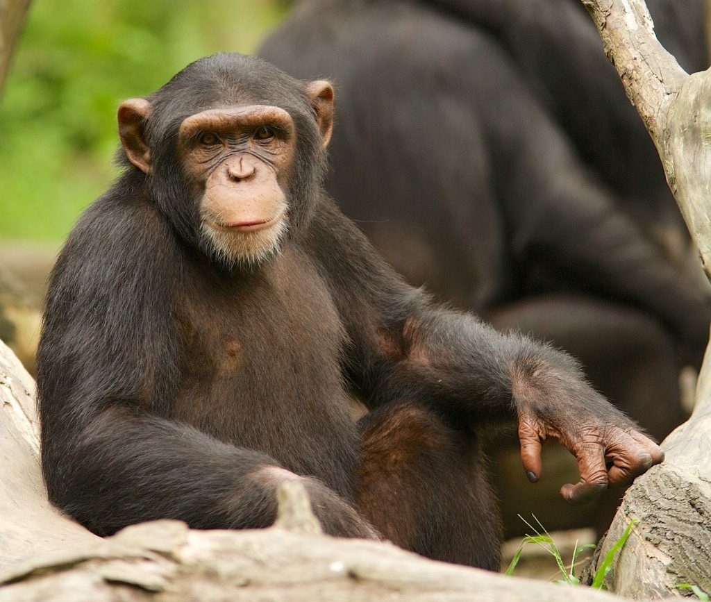 ¿Qué nos separa de los chimpancés y nos hace humanos?