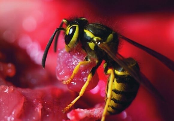 Una particular especie de abejas parece haber evolucionado para comer solo carne
